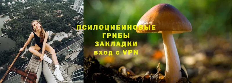 Псилоцибиновые грибы Psilocybe  Берёзовка 